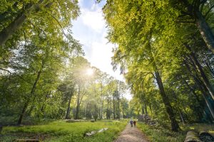 Hesdin foret ©Yannick Cadart